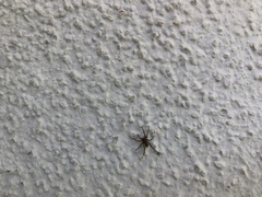 Episinus angulatus
