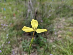 Moraea bellendenii