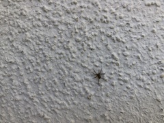 Episinus angulatus