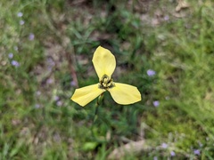 Moraea bellendenii
