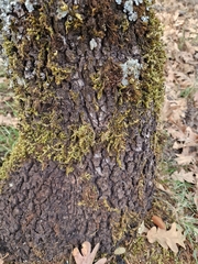 Homalothecium sericeum