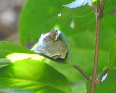 Polypedates occidentalis