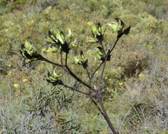 Macropidia fuliginosa