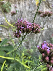 Verbena