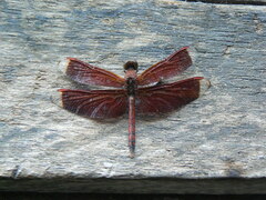 Neurothemis terminata