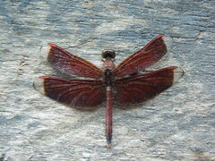 Neurothemis terminata