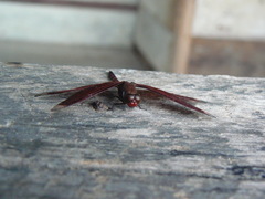 Neurothemis terminata