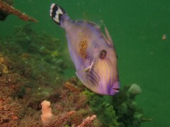 Meuschenia freycineti