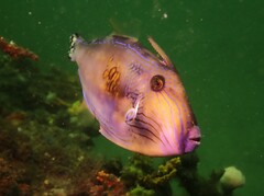 Meuschenia freycineti