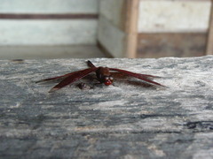 Neurothemis terminata