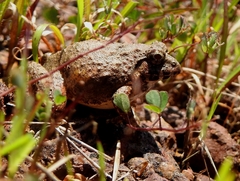 Minervarya rufescens