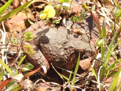 Minervarya rufescens