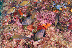 Muraena helena