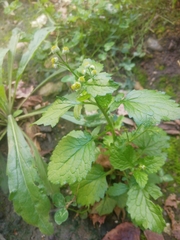 Dichrocephala integrifolia