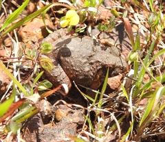 Minervarya rufescens