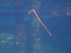 Syngnathidae