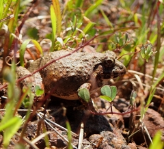 Minervarya rufescens