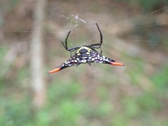 Gasteracantha westringi