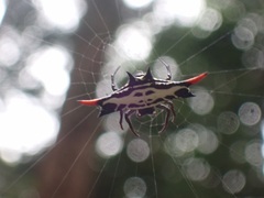 Gasteracantha westringi