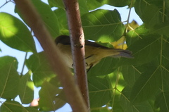 Phylloscopus collybita