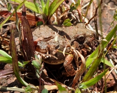 Minervarya rufescens