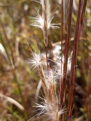 Andropogon ternarius