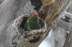 Glossopsitta concinna