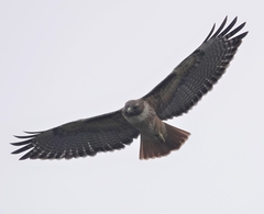 Buteo jamaicensis calurus