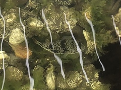 Tetractenos glaber