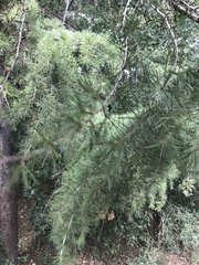 Cedrus libani