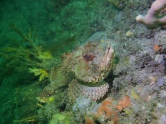 Scorpaena jacksoniensis