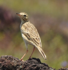 Anthus rufulus