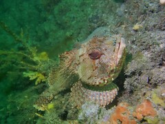 Scorpaena jacksoniensis