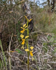 Diuris aurea