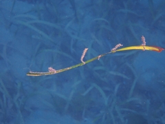 Hippocampus breviceps