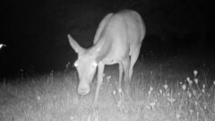 Cervus elaphus elaphus