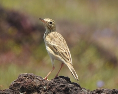 Anthus rufulus