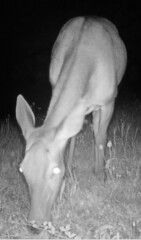 Cervus elaphus elaphus