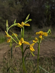Diuris aurea
