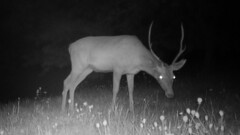 Cervus elaphus elaphus