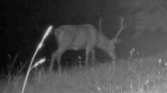 Cervus elaphus elaphus