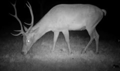 Cervus elaphus elaphus