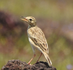 Anthus rufulus