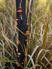 Trametes coccinea