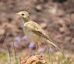 Anthus rufulus