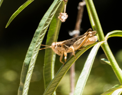 Melanoplus devastator