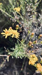 Senecio ilicifolius