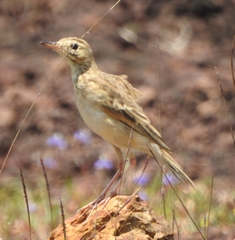 Anthus rufulus