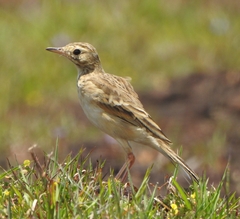 Anthus rufulus