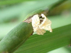 Ricania sublimata